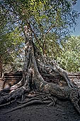 Ta Prohm temple - silk cotton trees rising over the ruins 